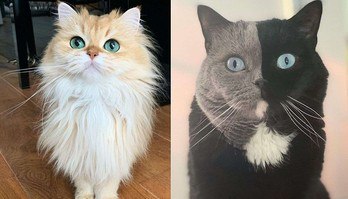 12 gatos mais bonitos da internet; qual o seu favorito? (12 gatos mais bonitos da internet; qual o seu favorito?)